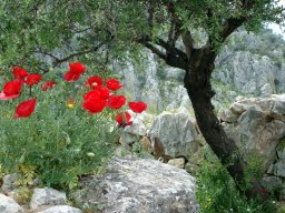 Flora en fauna